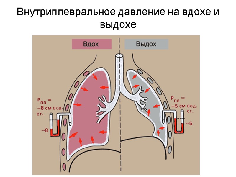 Внутриплевральное давление на вдохе и выдохе